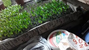 3 дня после полива триходермой вериде. Томаты растут, горчица продолжает падать.