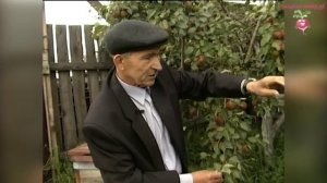 Сорта груш: Красуля и Лель #urozhainye_gryadki