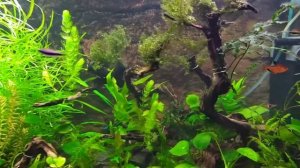 Травник с неприхотливыми растениями.