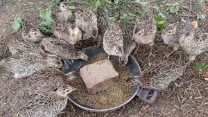 Каннибализм у ФАЗАНОВ , что делать?