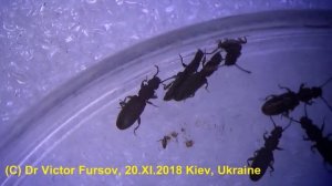 Чудо-Крошка Жук Суринамский Мукоед Сожрет Вашу Муку? Да?