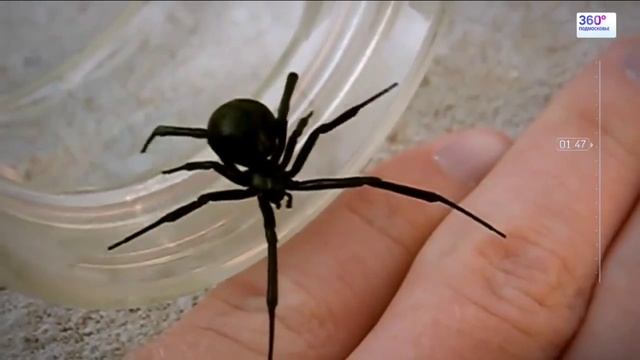 Зафиксирован случай укуса пауком Черная вдова смотреть онлайн