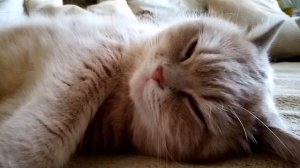 Кот Сёма! Сладко спит и храпит! Наверное что-то снится!!! Cat Syoma sleeps sweetly and snores!!!