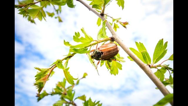 Майские жуки летают на даче смотреть онлайн