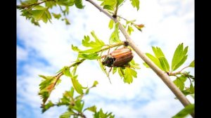 Майские жуки летают на даче