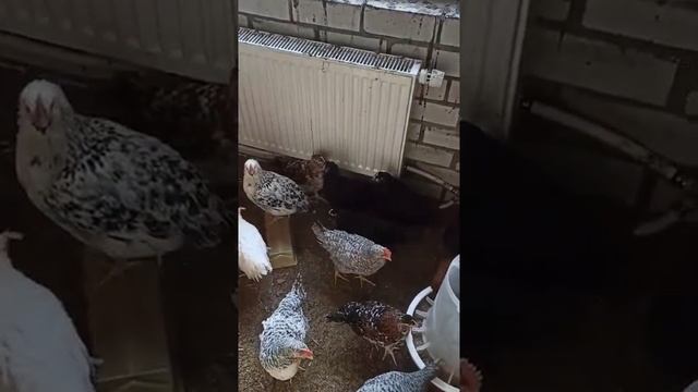 астролорб - молодки. Загорские, Борковский, карлик леггорн - петушки. весна 2021 смотреть онлайн