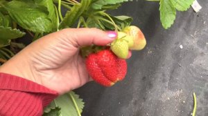 Надя (Nadja BL29)🍓🍓🍓. Удивила своим размером‼️‼️‼️