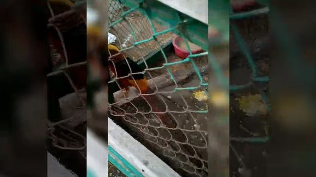 К братьям меньшим. Благовещенск смотреть онлайн