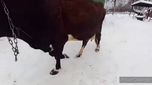 Коровы на выгуле