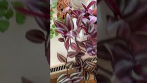 Традесканция пестролистная "Зебрина". Неприхотливое растение. Комнатные цветы. Цветотерапия.