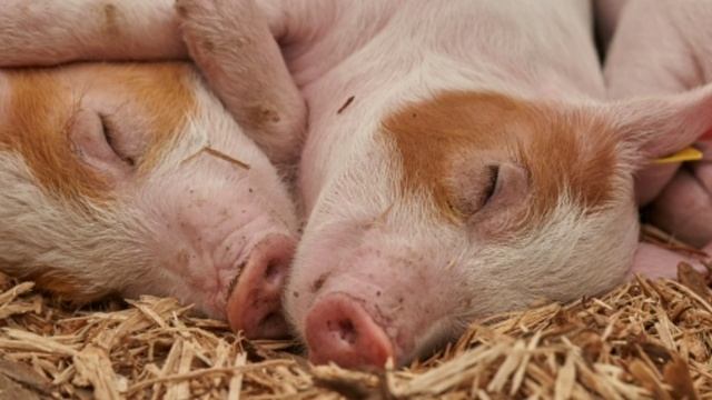 Медики перечислили продукты помогающие быстро уснуть. Сон. Сновидение. Отдых. Релакс. Расслабление. смотреть онлайн