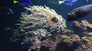 Aquarium 4K for Relaxation | Oddly Satisfying Video | 1 hour Screensaver | Coral Reefs | DeepOcean?