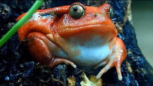 ТОМАТНЫЙ УЗКОРОТ - Лягушка-помидор (tomato frog)