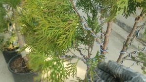 часть 2 . формируем многоствольную туй смарагд в помпоны . эксперимент.