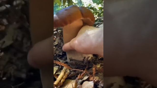 ДАРЫ ПРИРОДЫ смотреть онлайн