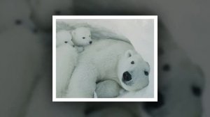 ?НОВИНКА! ОЧЕНЬ интересный СЛАЙД! Полярные медведи | Рассказ 2021