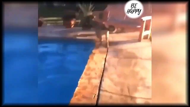 БЫВАЮТ ЖЕ ТАКИЕ МОМЕНТЫ😆 СМЕШНЫЕ ЖИВОТНЫЕ