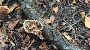 Чудесный целебный гриб у меня в саду,трутовик разноцветный или Trametes versicolor, грибы 2022