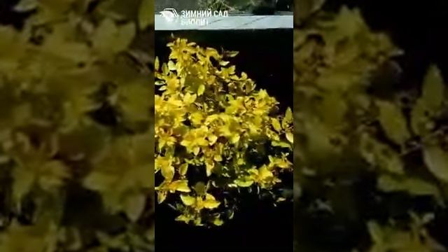Обзор сортов Спиреи японской