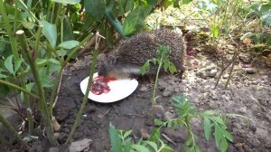 Наглый Еж отжал еду у Котов