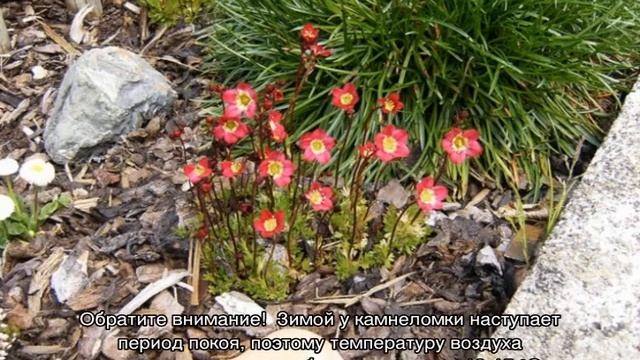 Камнеломка Арендса — уход и выращивание дома смотреть онлайн