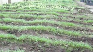 Как вырастить ранний укроп. How to grow early fennel.