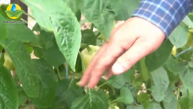 Выращивание гибрида сладкого перца Мадонна F1 - Madonna F1 в теплице (18.03.2016) смотреть онлайн