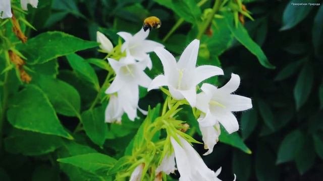 Самая красивая лирическая музыка для души! Эту музыку можно слушать вечно! Музыка Сергея Грищука #6