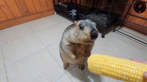 Watermelon and corn are marmot's favorite things