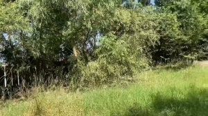 ВЛОГ ПРОГУЛКА С МОПСОМ ТЕДДИ! Не надо СОБАКЕ ПОЗВОЛЯТЬ!