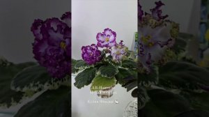 Начало осени🍂🍂🍂 в студии "Кухня Фиалки "🐇. Прекрасные сорта и великолепная атмосфера чуда✨️✨️✨️!