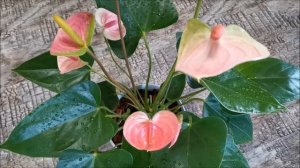 Антуриум Леганза (Diamond Leganza), навивает теплые воспоминания
