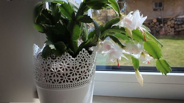 КАК ЗАСТАВИТЬ ЦВЕСТИ ДЕКАБРИСТ В АПРЕЛЕ , СУПЕР ЦВЕТОК смотреть онлайн