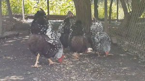 куры Виандот серебряный вся правда.плюсы и минусы viandot silver chicken egg