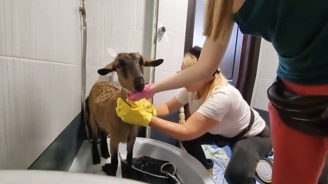 У наших коз?сегодня баня.