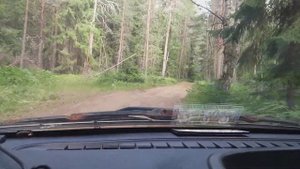 Дорога на оз Судачье Кингисеппский район Лен.области.