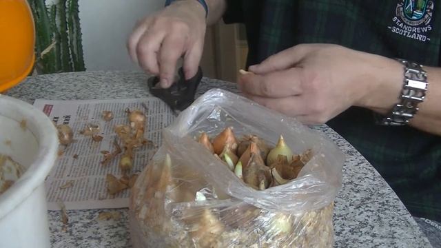 Как вырастить лук на перо? Смотреть быстрый и простой способ. Чиполлино отдыхает!!! смотреть онлайн