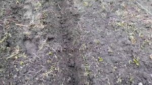 Быстрый и простой способ посадки картошки