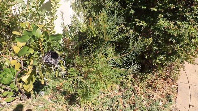 Banksia "Birthday Candles" in bloom. Banksia Grandis Coastal. смотреть онлайн
