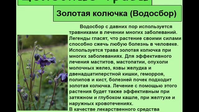 Золотая колючка Водосбор