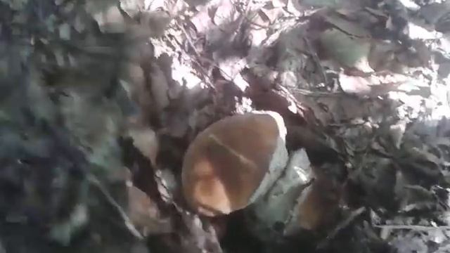 ГРИБИ в КАРПАТАХ 2017 , porcini, Boletus edulis,boletus, Белый гриб №2 смотреть онлайн