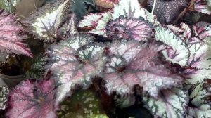 Комнатные цветы .5 причин,почему мельчают листья у комнатных растений.