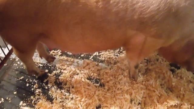 финал стайки, успели до опароса свиноматки!!! ????‼️ смотреть онлайн