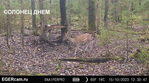 Олени и лоси на солонце днем.
Фото и видео с фотоловушек Егерькам.