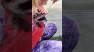 Приручение енота 2.