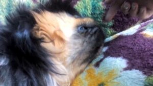 Пекинес 9 месяцев.