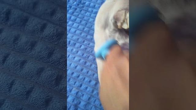 вот такая странная линька у щенка чихуахуа Симферополь,пучками,но уже растет новая красивая шёрстка