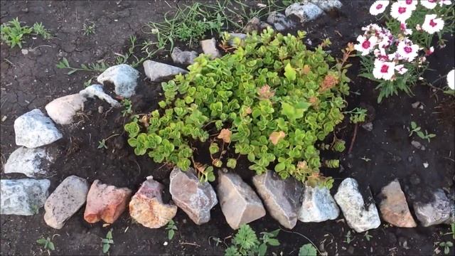 Цветник (клумба) на даче своими руками