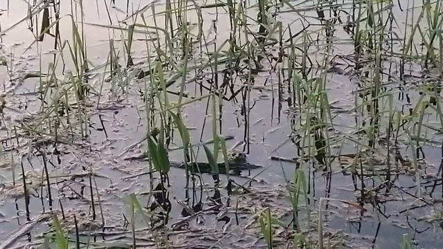 Рыбалка на карася! Картофельное тесто рулит.