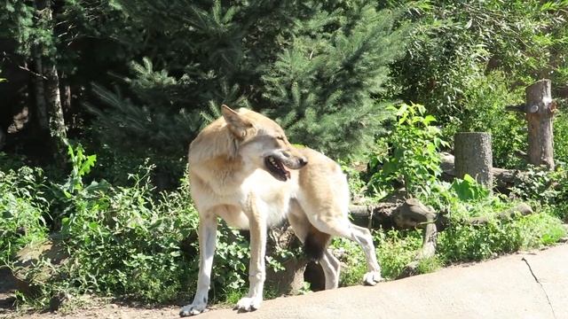 ЛУЧШИЙ ЗООПАРК В МОСКВЕ | ФУУ - СТРАШНЫЕ ПАУКИ и ТАРАКАНЫ | ВЛОГ (VLOG) смотреть онлайн